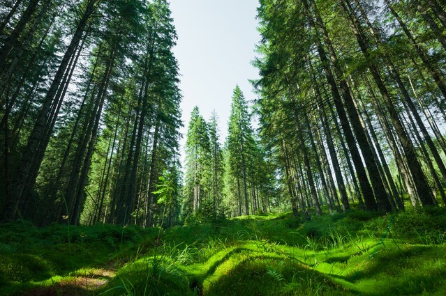 Glade moss among the evergreen fir trees